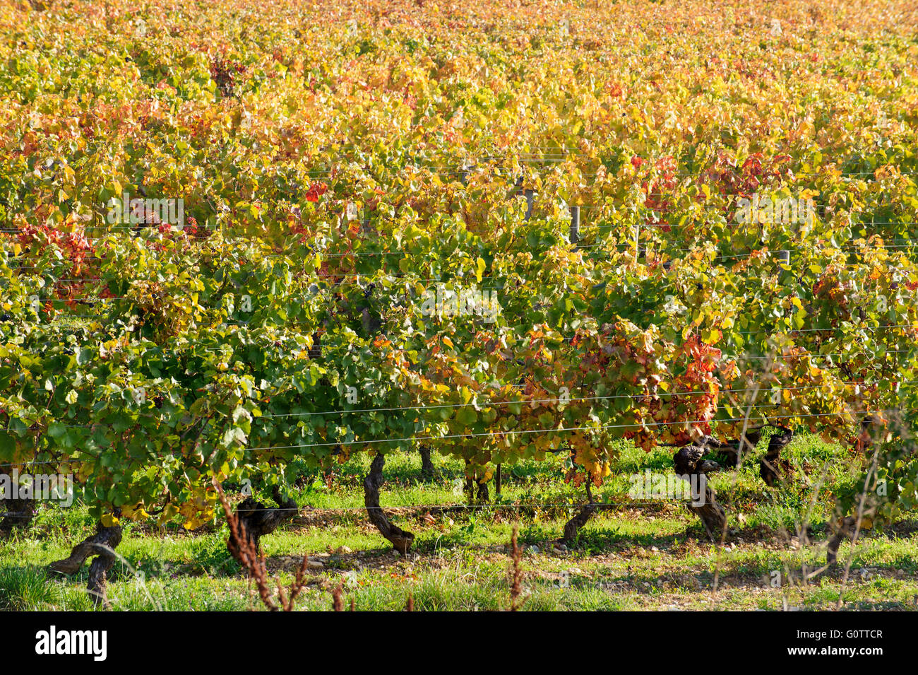 Vigneto in Borgogna vicino a Beaune Francia, Europa Foto Stock
