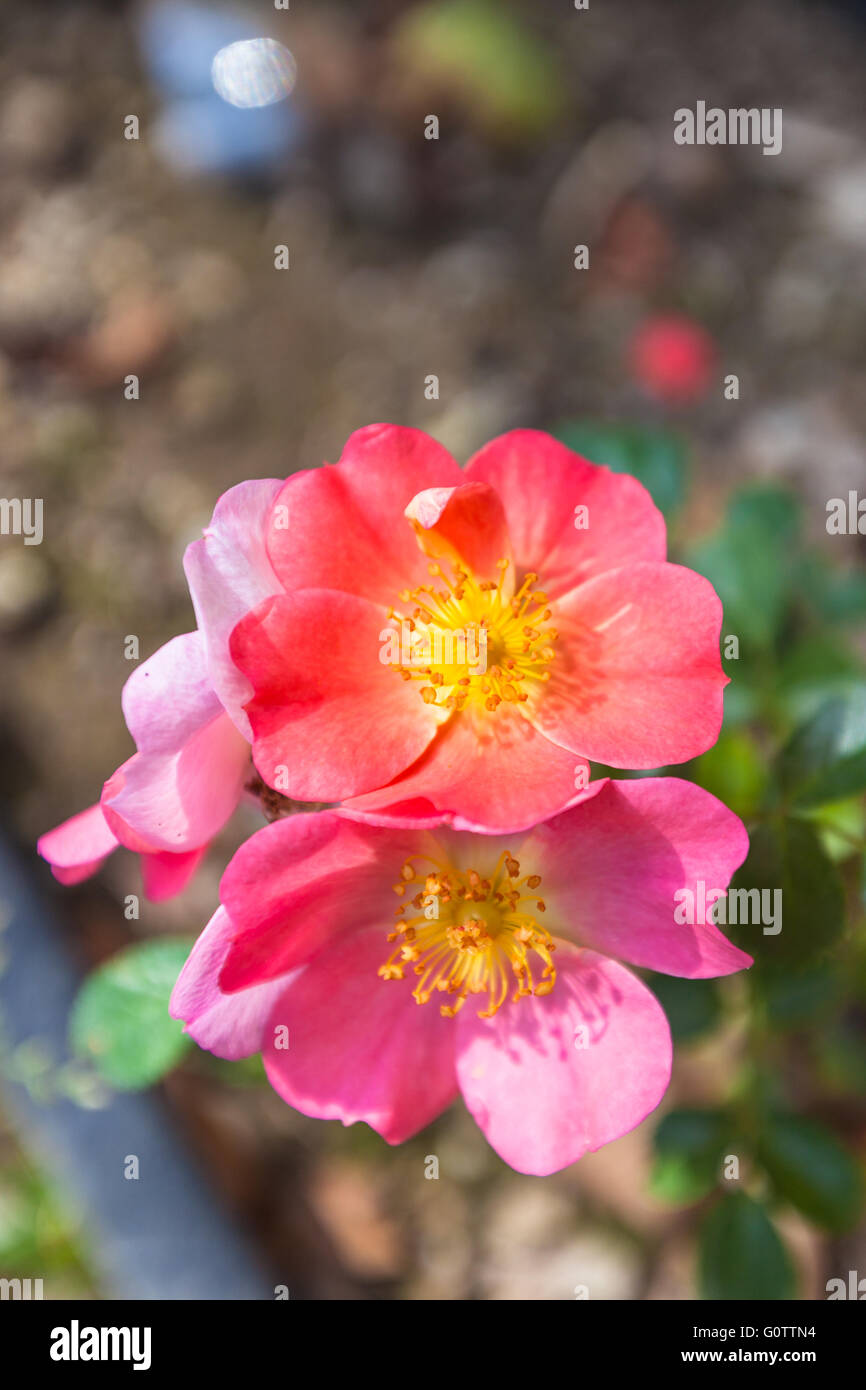 Vista ingrandita di rosa rosa cinese nel giardino di rose, Berna, Svizzera Foto Stock