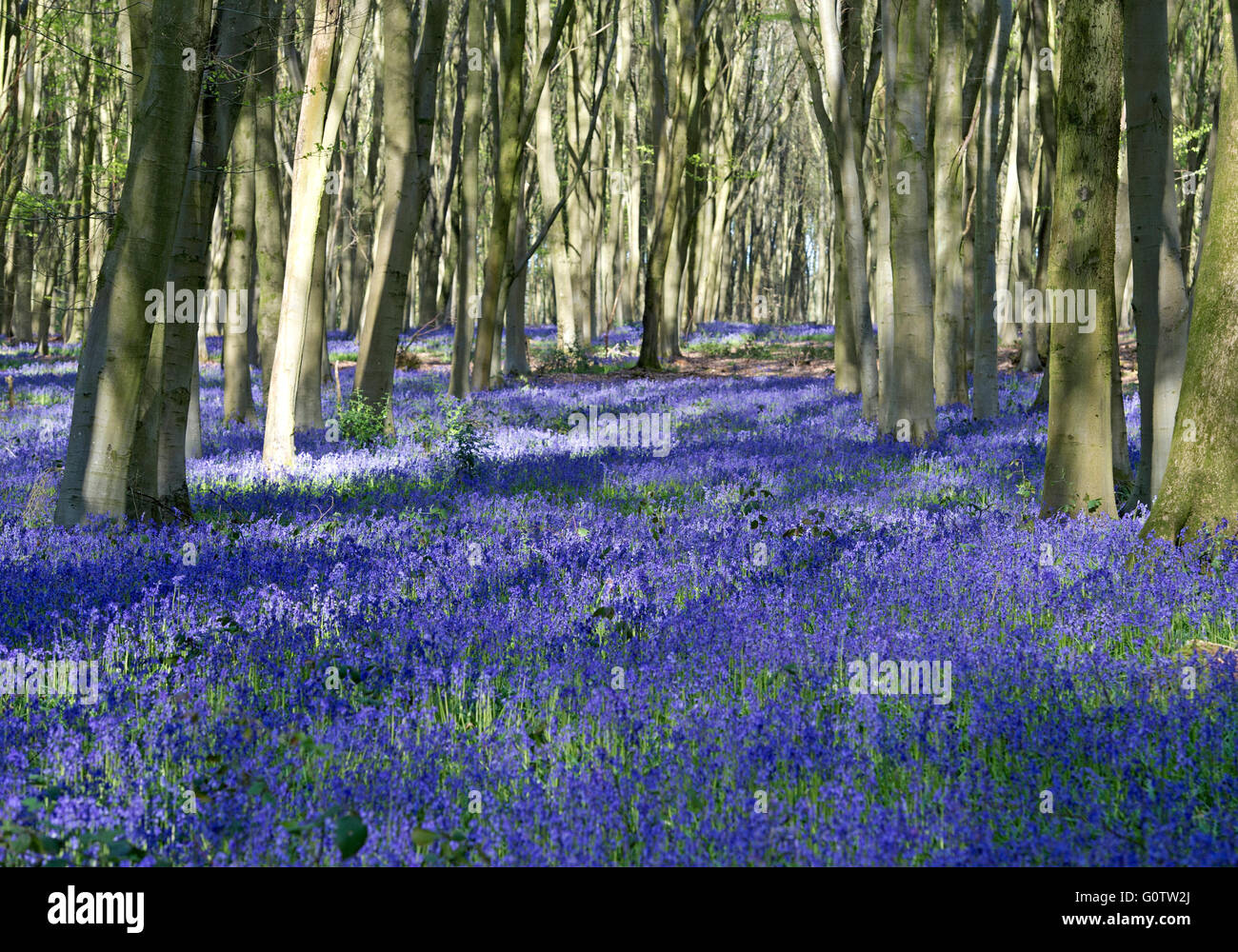 Un bluebell wood nella campagna dell'Hampshire, Inghilterra Foto Stock