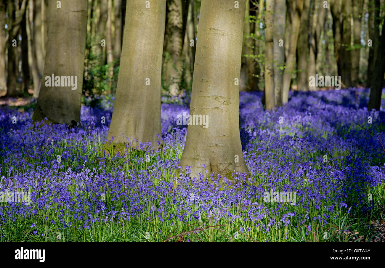 Un bluebell wood nella campagna dell'Hampshire, Inghilterra Foto Stock