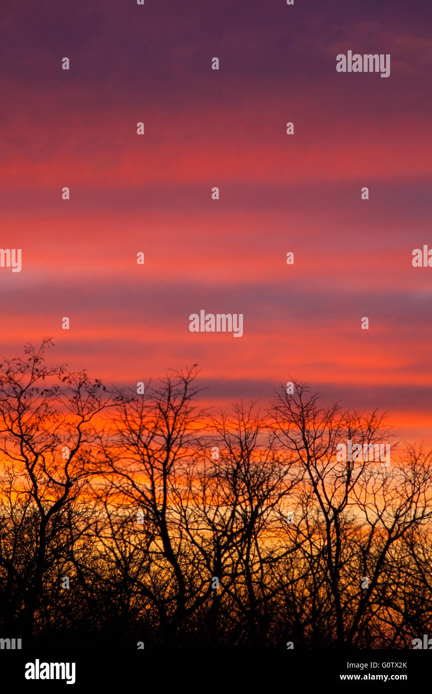 Alberi al tramonto sul cielo molto nuvoloso Foto Stock