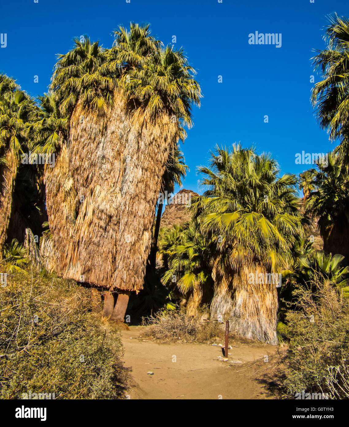 Indian Canyon in California con ventola California Palm Tree in un oasi nel deserto paesaggio di Palm Springs. Foto Stock