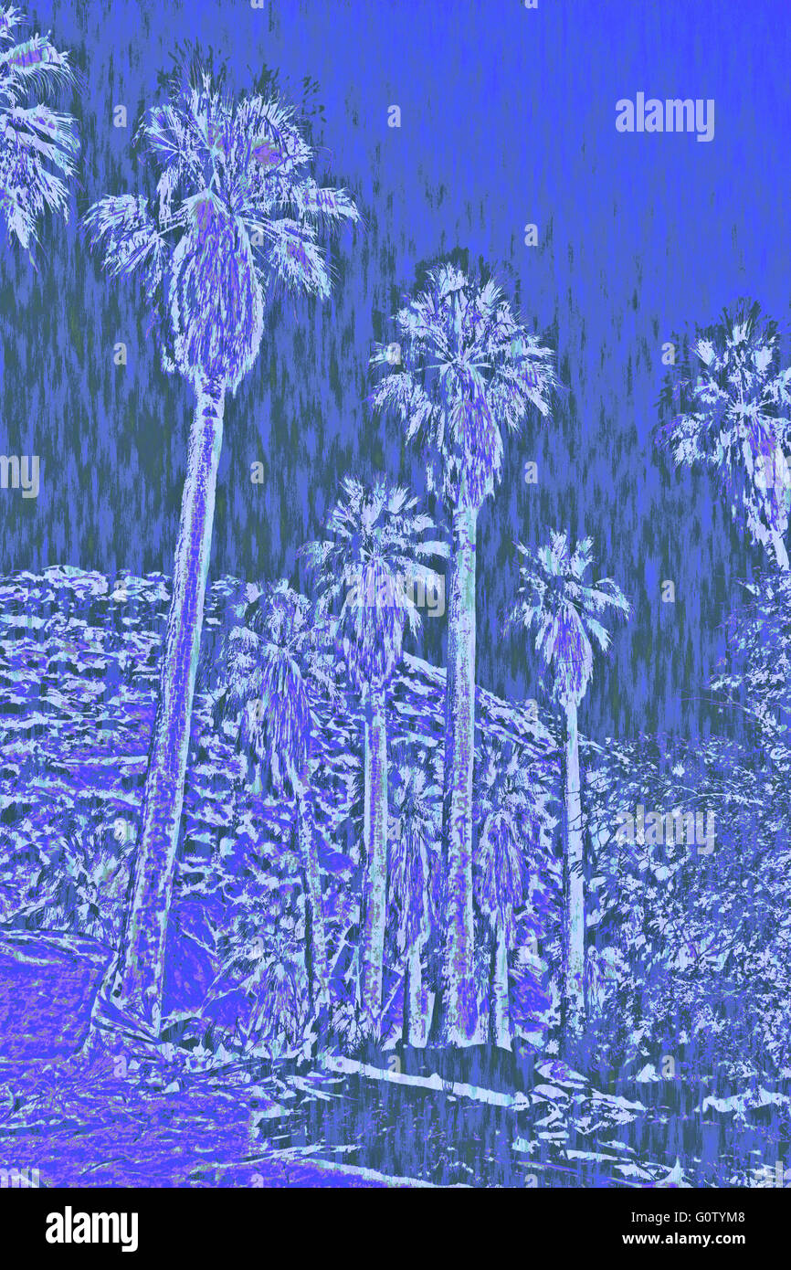 Indian Canyon in California con oasi nel deserto paesaggio e palme come incisione illustrazione colorata. Foto Stock