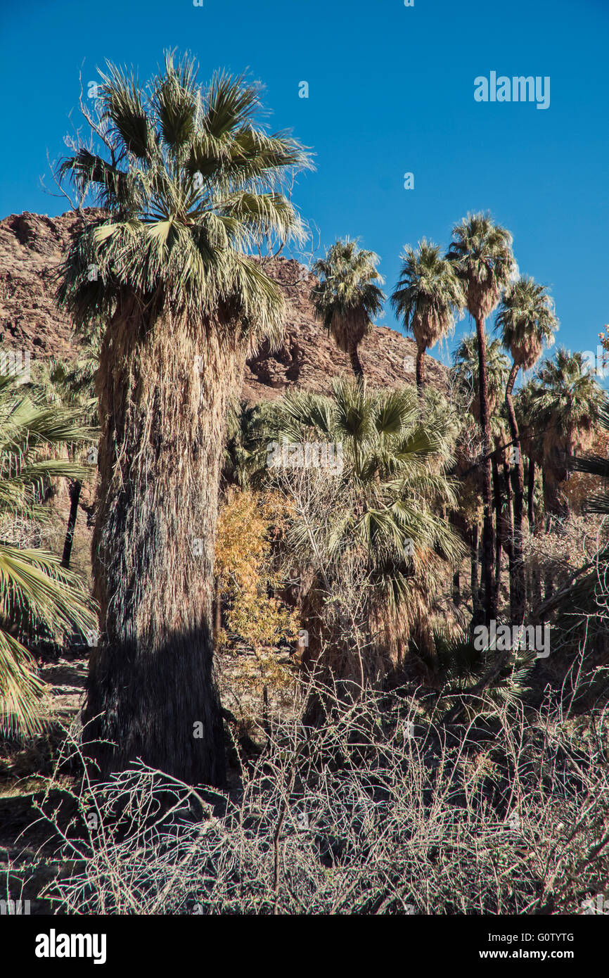 Indian Canyon in California con palme nella soleggiata oasi nel deserto paesaggio di Palm Springs. Foto Stock