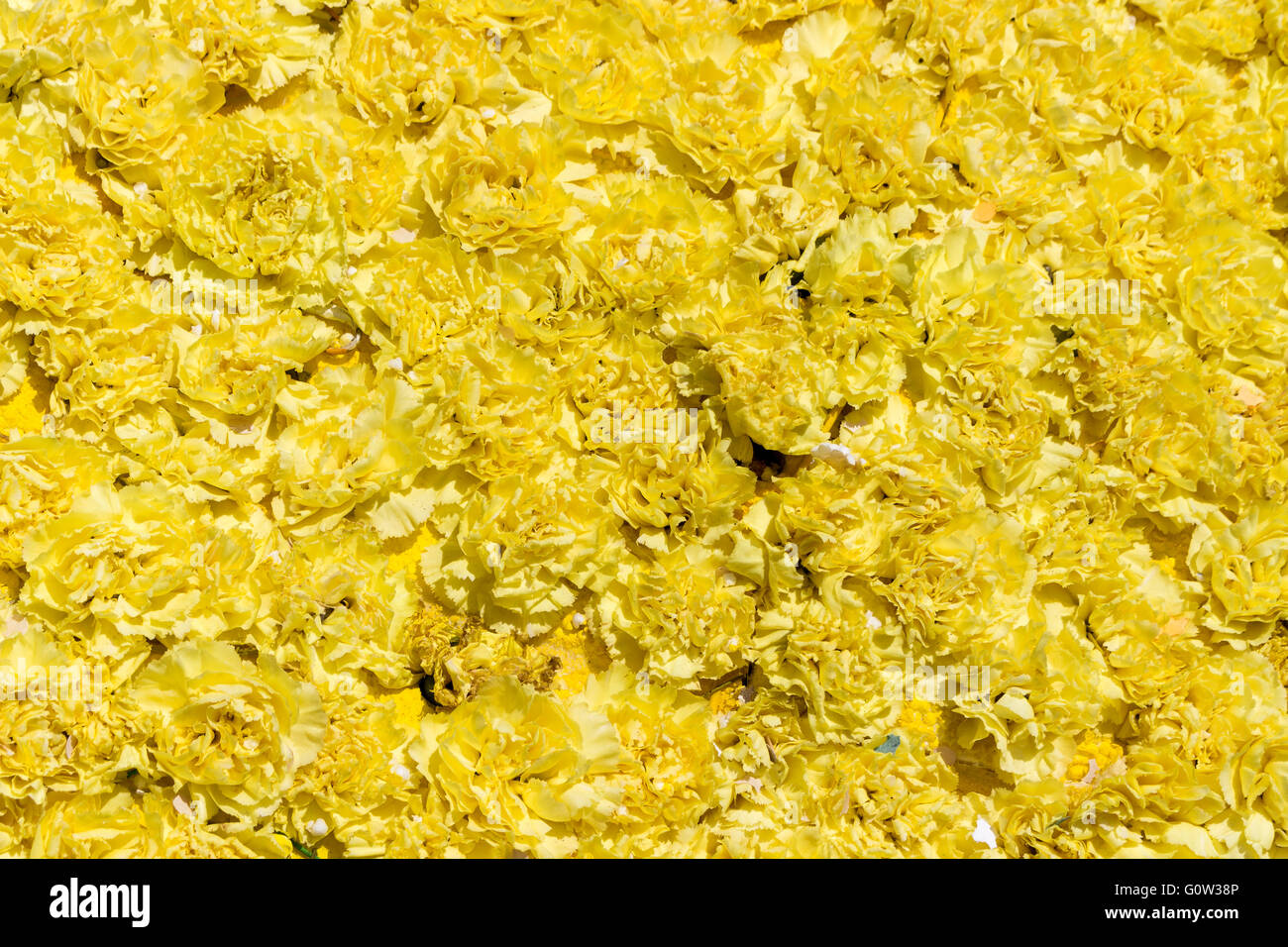 Bouquet di fiori gialli del garofano per utilizzare come sfondo della natura. Foto Stock