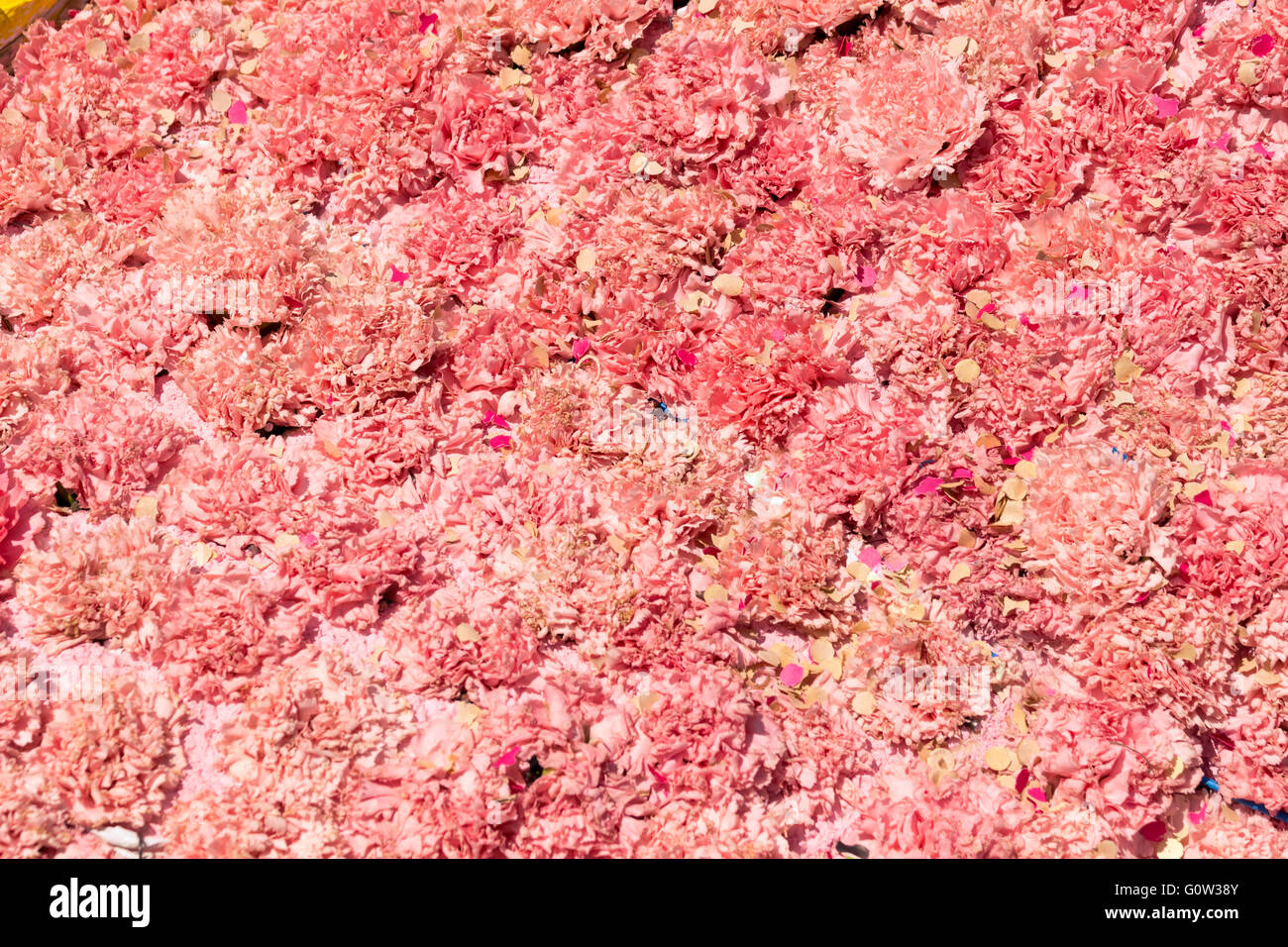 Bouquet di fiori di colore rosa del garofano per utilizzare come sfondo della natura. Foto Stock