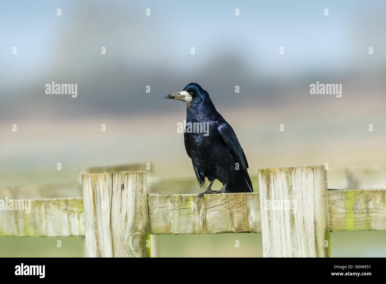 Adulto Rook Corvus frugilegus seduti sulla guida superiore di una recinzione di legno. Foto Stock