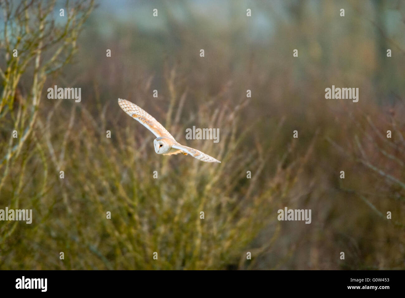 Barbagianni Tyto alba volando sul bosco di macchia a caccia di cibo. Foto Stock