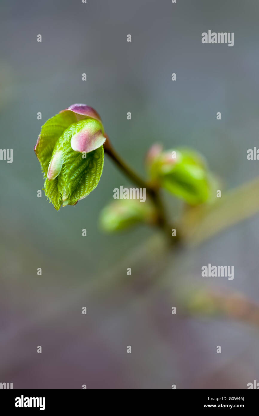 Il faggio Fagus sylvatica foglie bud apertura per rivelare nuove foglie Foto Stock