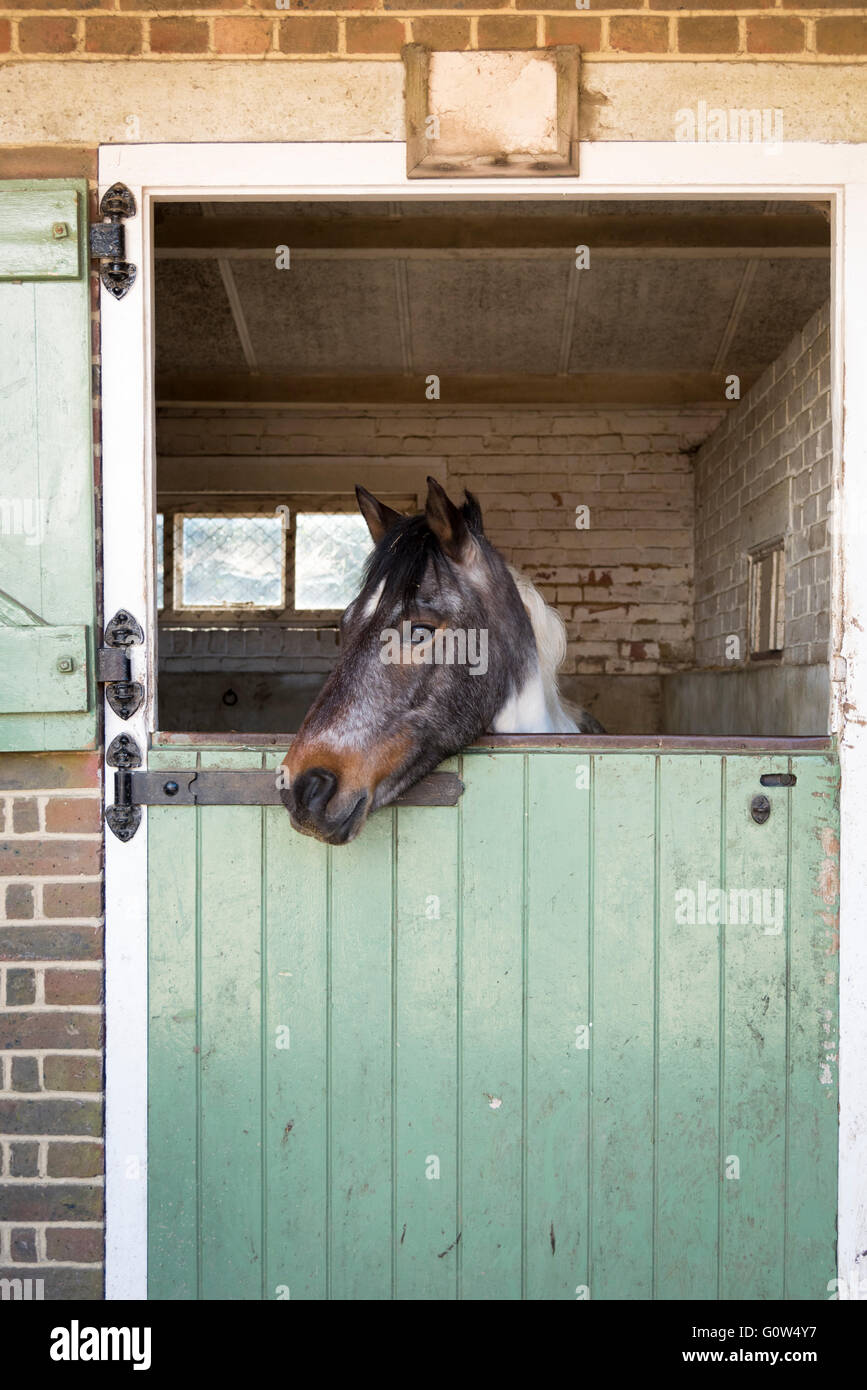 Un pony o a cavallo in una stalla guardando fuori della porta della stalla Foto Stock