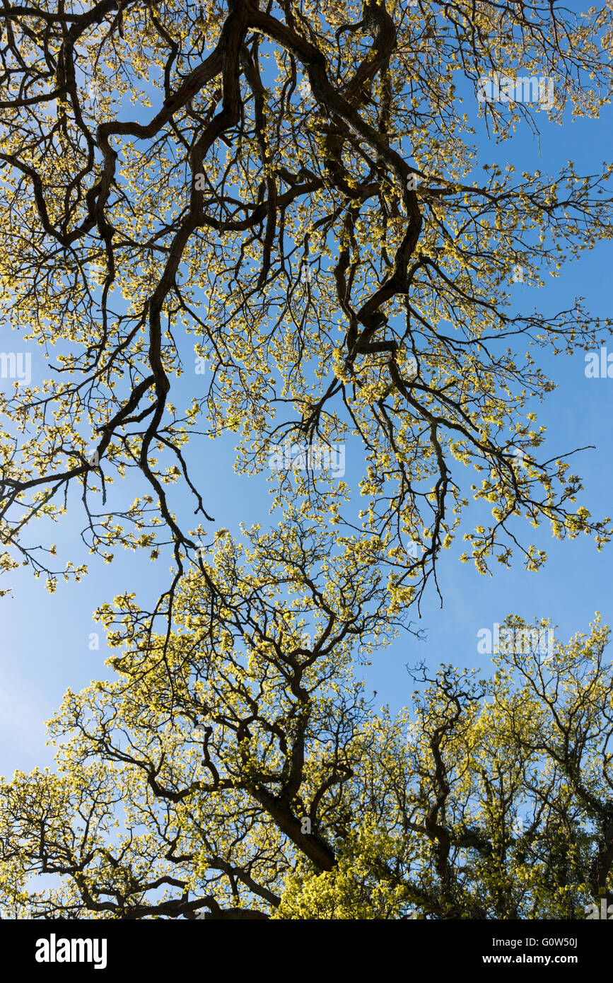 Cerca fino a una molla albero canopy e cielo blu UK Foto Stock