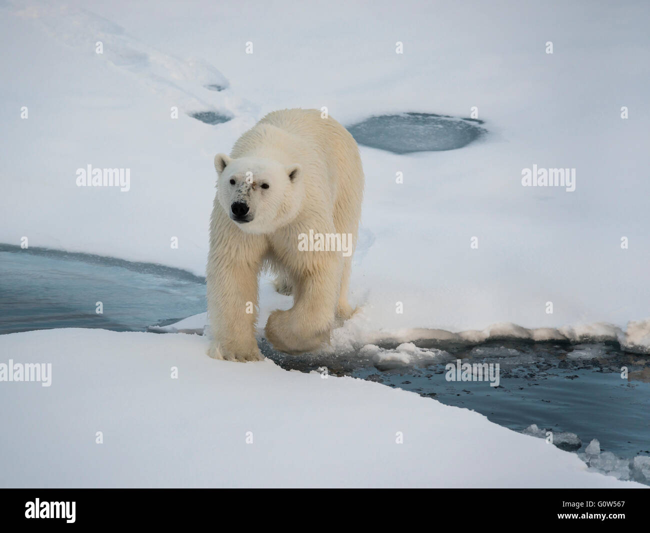 Orso polare su ghiaccio floes nelle regioni artiche Svalbard Foto Stock