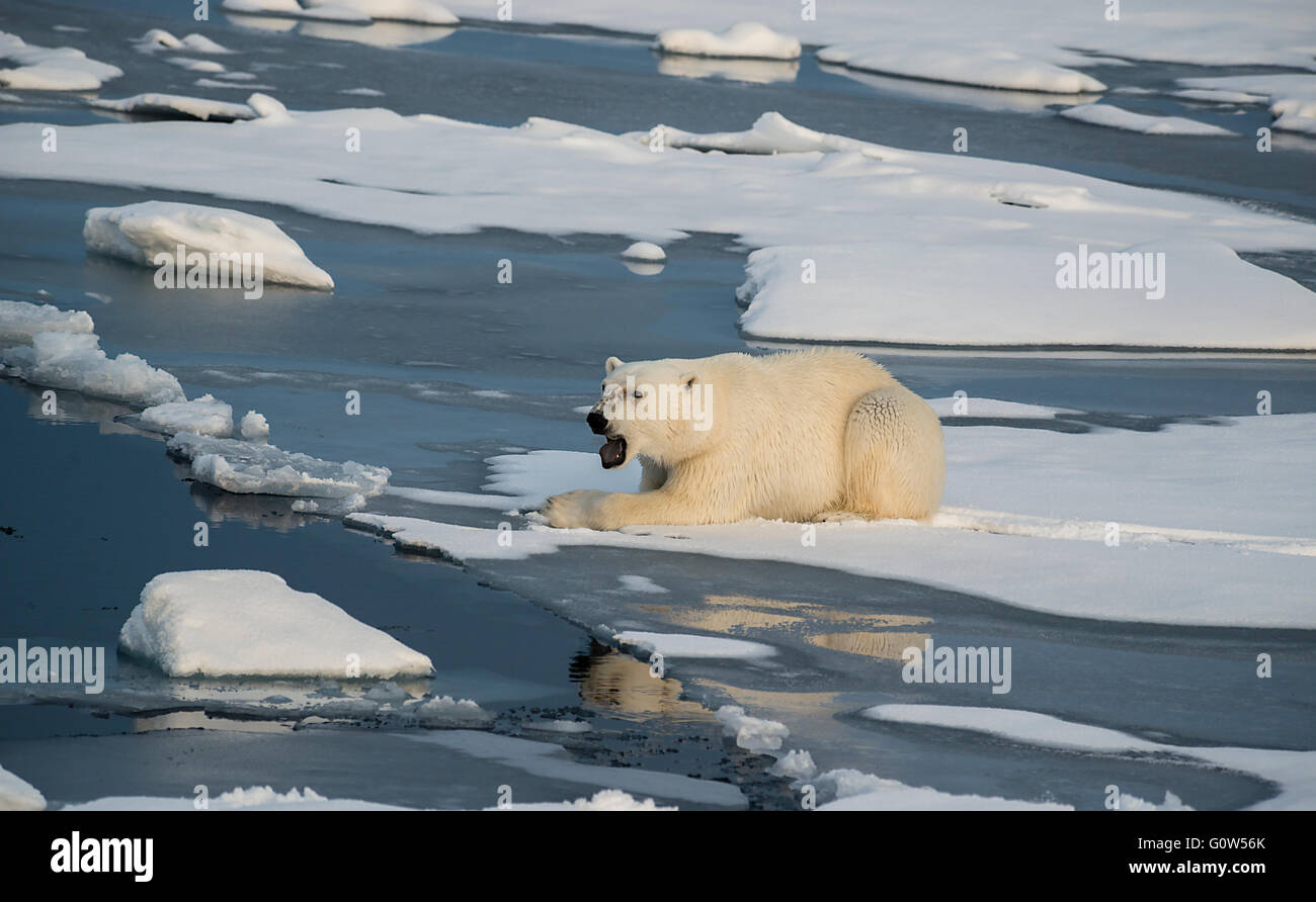 Orso polare su ghiaccio floes nelle regioni artiche Svalbard Foto Stock