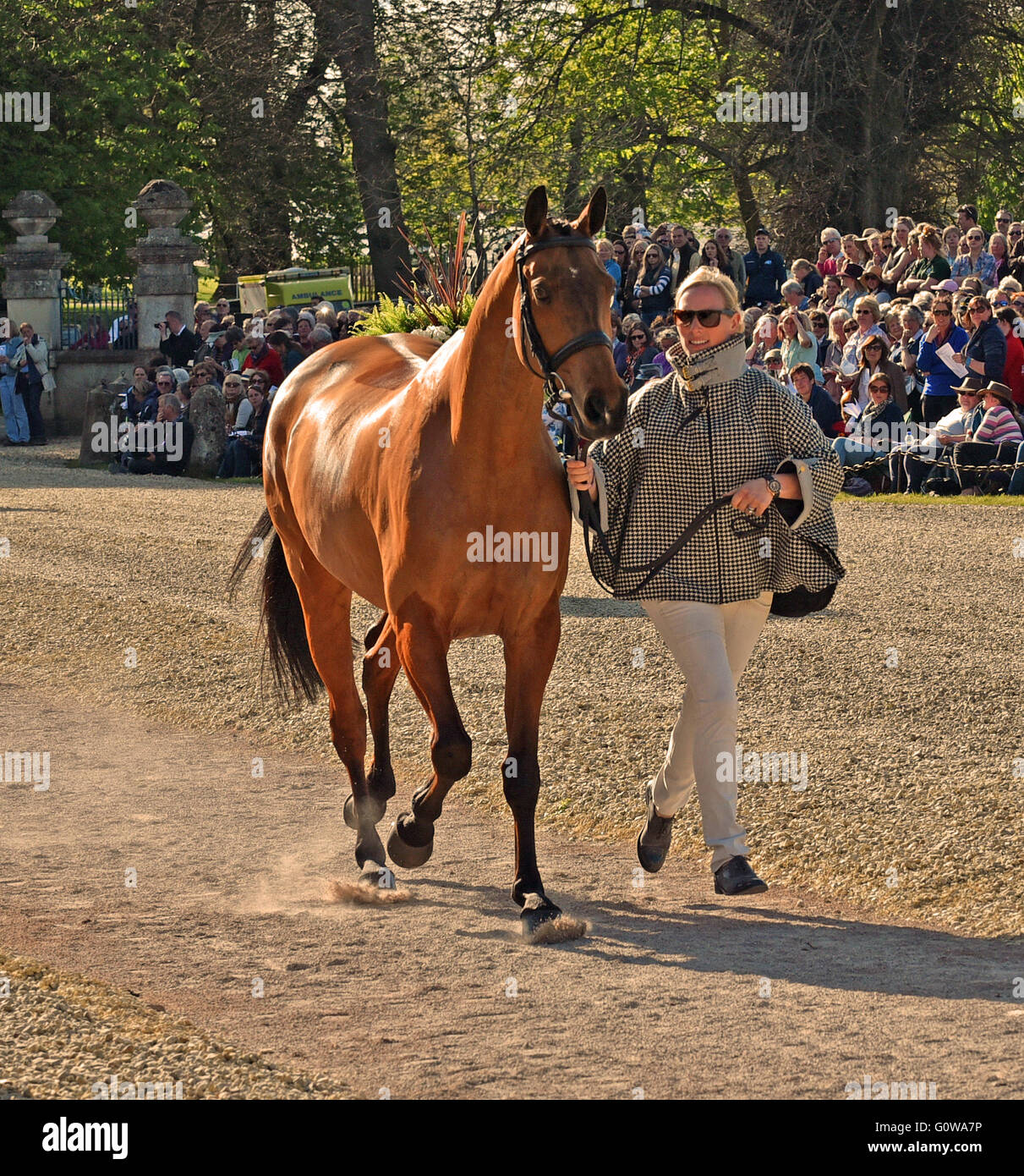 Badminton, UK. Il 4 maggio, 2016. Immagine :Badminton Gloucestershire U.K.Mitsubishi Motors Badminton Horse Trials: Zara Tindall [Phillips] U.K. con alta unito al primo cavallo di ispezione. Mitsubishi sta celebrando la 25anni di partnership con Badminton. Credito: charlie bryan/Alamy Live News Foto Stock