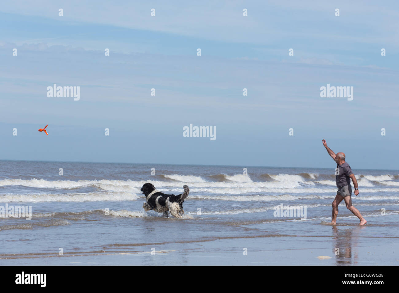 Formby, Merseyside. Il 5 maggio 2016. Un uomo che ama giocare con il suo cane in mare, durante le calde e condizioni soleggiate, a Formby beach, in Formby, Merseyside, il 5 maggio 2016. Forecasters hanno previsto una ondata di caldo in tutto il Regno Unito questo fine settimana con alcune aree dette per vedere temperature fino a 26C. Foto Stock