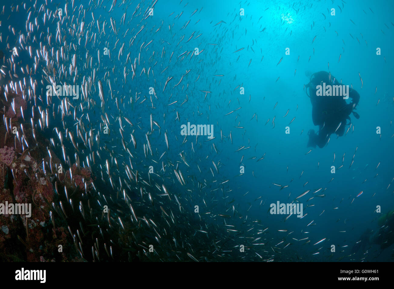 3 marzo 2016 - Scuola di spazzatrici vetroso, rame spazzatrice, Golden bullseye, o Golden spazzatrice, (Pempheris schomburgkii) nuotare vicino a Coral reef, Oceano Indiano, Hikkaduwa, Sri Lanka, Sud Asia © Andrey Nekrasov/ZUMA filo/ZUMAPRESS.com/Alamy Live News Foto Stock