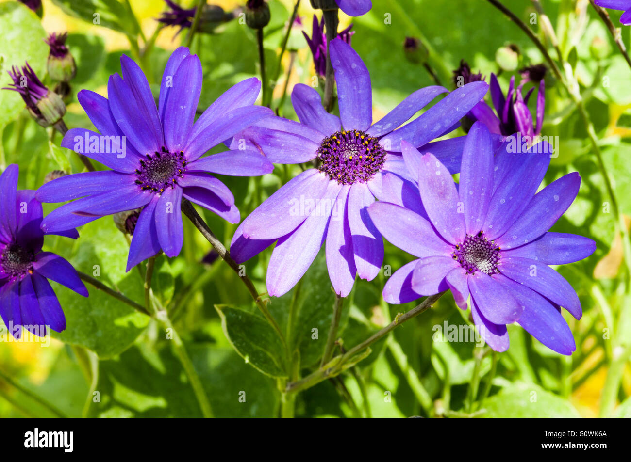Pericallis x hybrida Senetti Deep Blue var Sunsenedibua Foto Stock