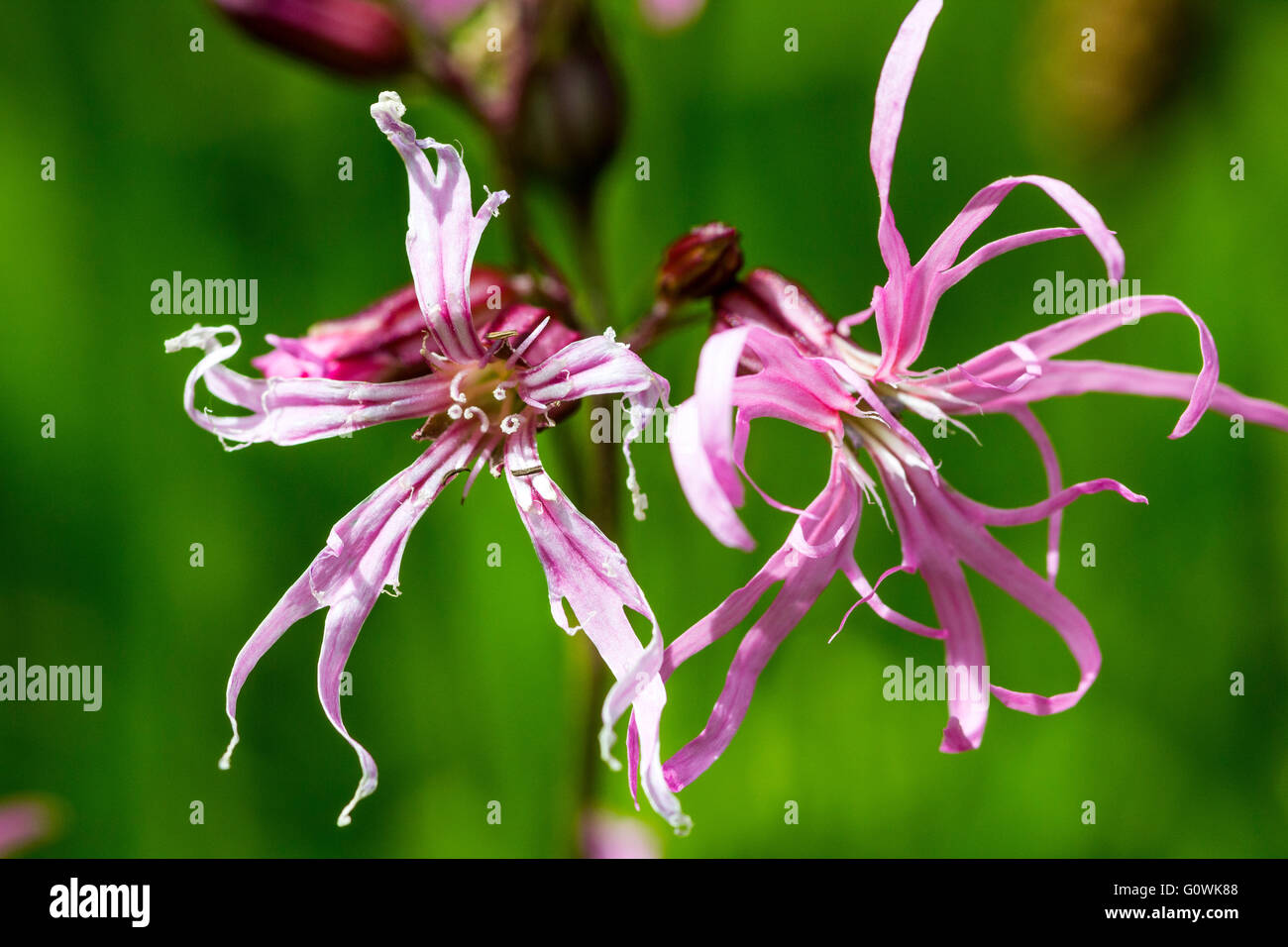 Studio di due Ragged Robin Fiori (Lychnis flos-cuculi). Foto Stock Studio di due Ragged Robin Fiori (Lychnis flos-cuculi). Foto Stock