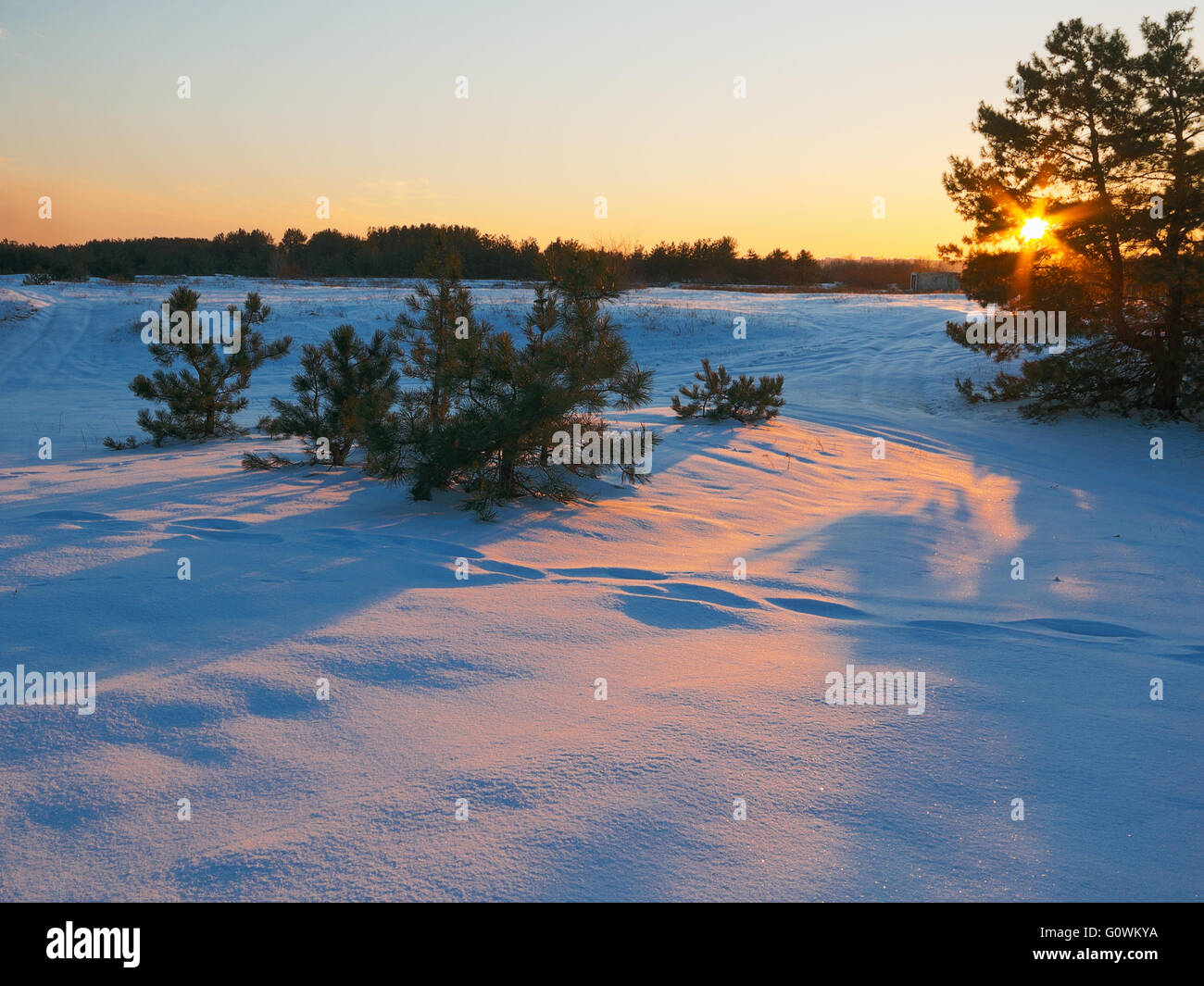 Maestoso golden luce da neve in serata il pupazzo di neve Foto Stock