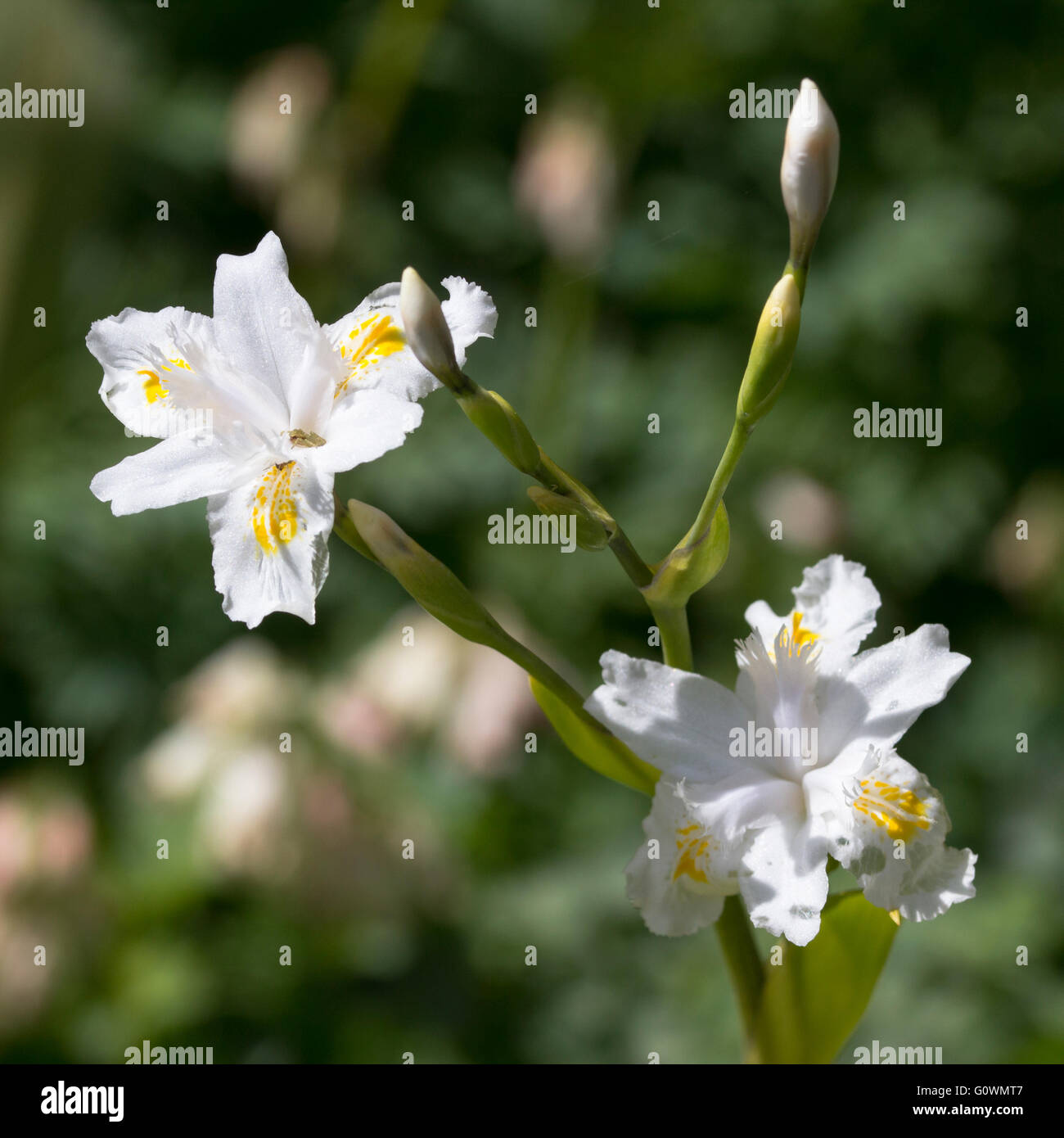 Giallo centrato fiori bianchi del bambù, iris Iris confusa Foto Stock
