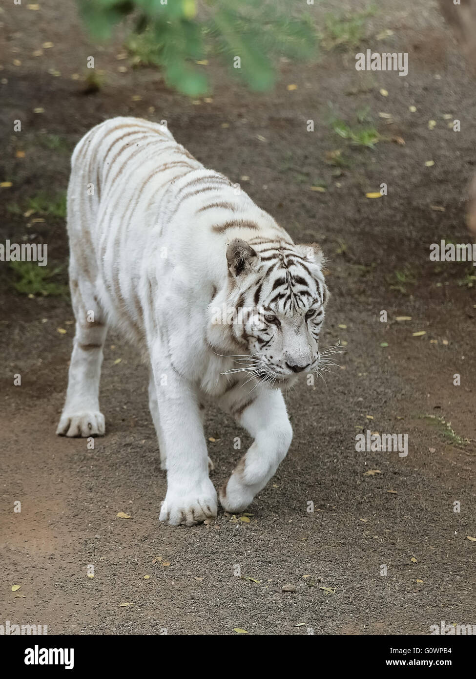 Indian Tigre Bianca Foto Stock