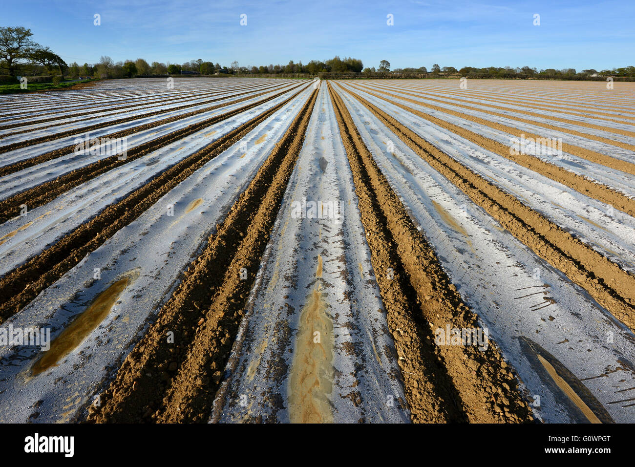 Fogli di plastica sul campo di mais, East Sussex Foto Stock