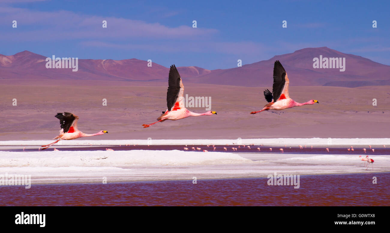 Tre flamingo volando sopra la laguna Rosso Laguna Colorada nel sud della Bolivia - Eduardo Avaroa fauna Andina riserva nazionale, BO Foto Stock