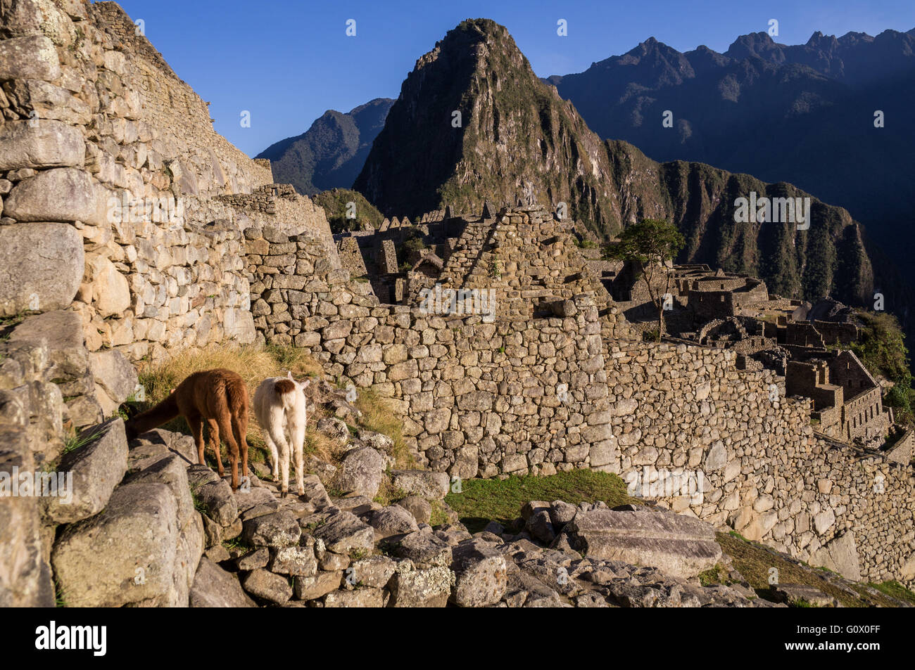 Due i lama nella famosa città Inca di Machu Picchu in piedi di fronte a un muro - Machu Picchu, Perù nel mese di ottobre 2015 Foto Stock