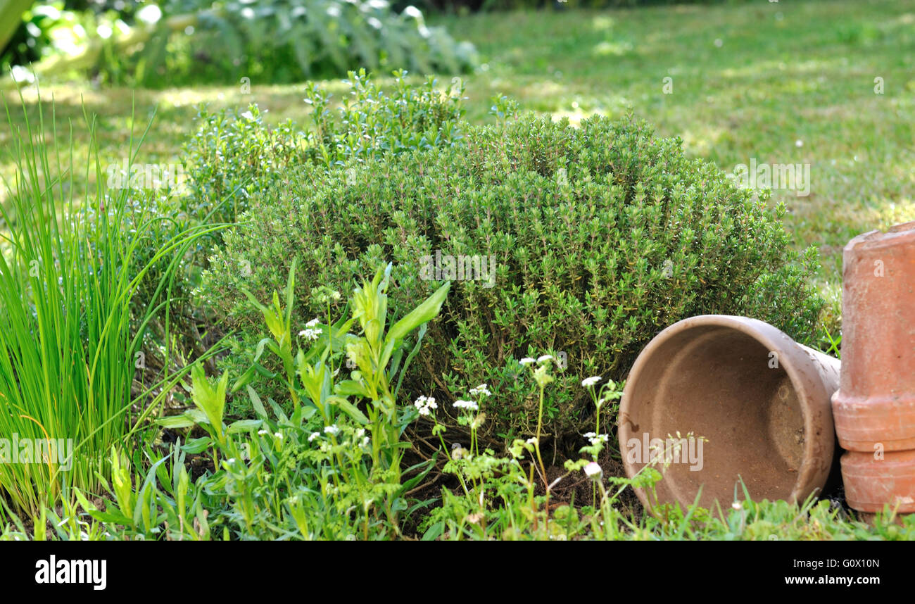 Erbe aromatiche con vasi in giardino Foto Stock