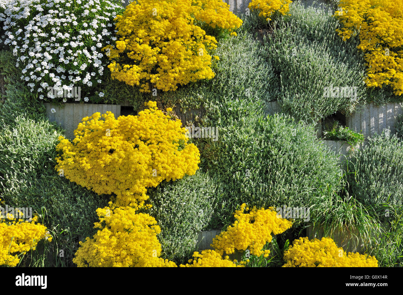 Parete verde con fiori di colore giallo fioritura Foto Stock