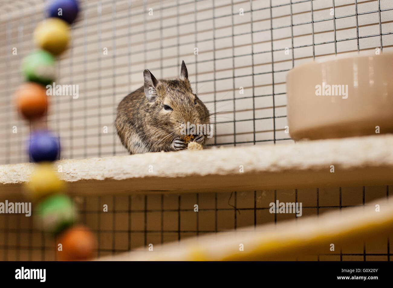 Degu mangiare mais nel suo pen Foto Stock