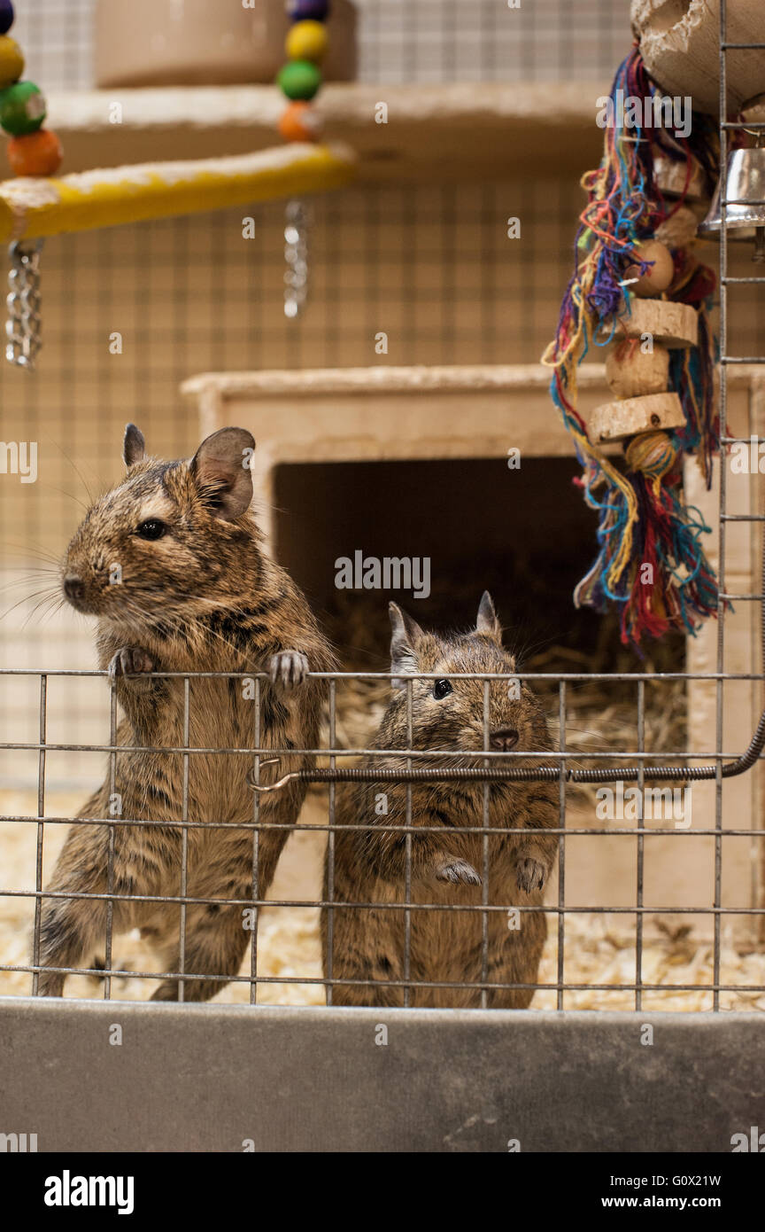 Degus at Play Foto Stock