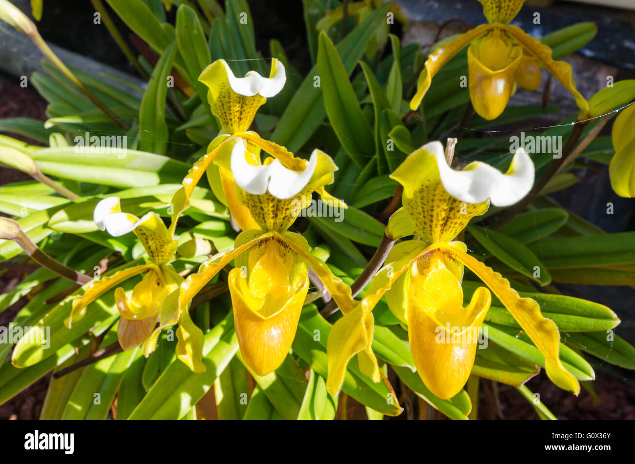 Golden orchid in fiore Foto Stock