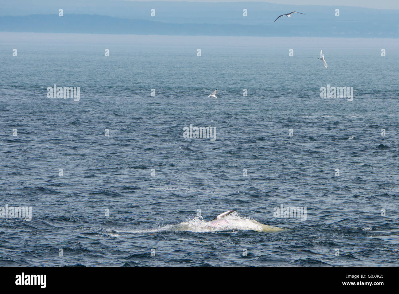 Canada Quebec, Saguenay, Saguenay-SAN Lawrence Marine Park. Minke whale (WILD: Baleanoptera acutorostrata). Whale capovolto. Foto Stock