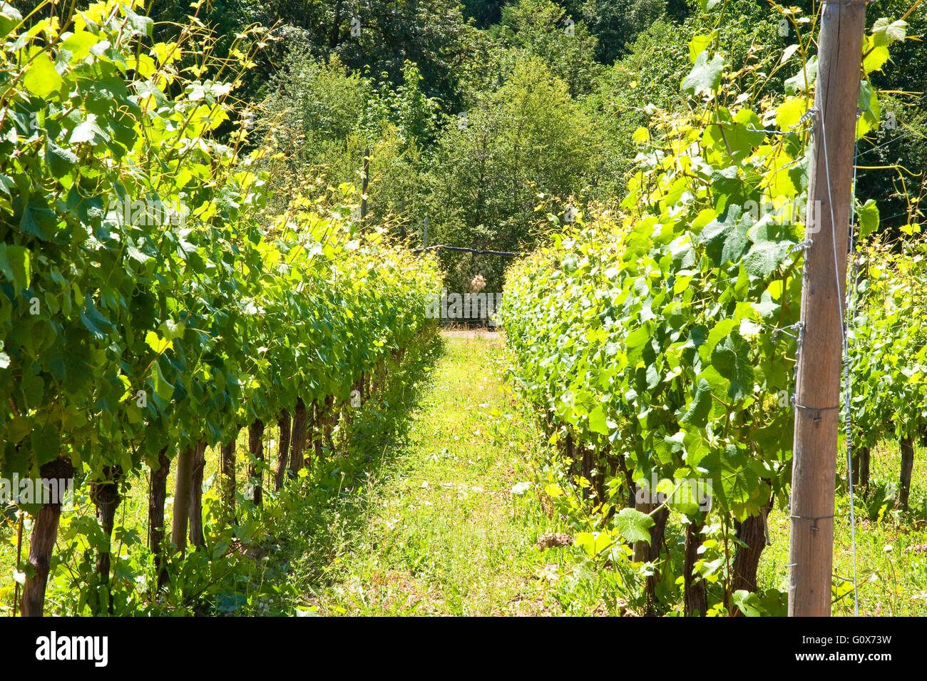 Vigneto sull'Isola di Vancouver, BC Foto Stock