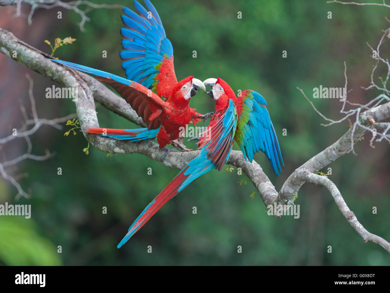 Rosso e Verde Macaws (Ara chloroptera) Buraco das Araras, vicino a Bonito, Mato Grosso do Sur, Pantanal, Brasile, Foto Stock