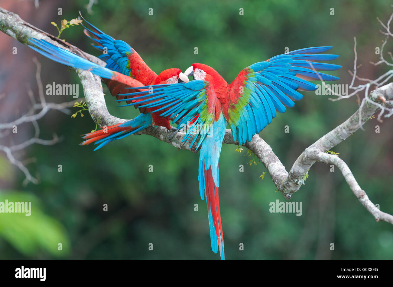 Rosso e Verde Macaws (Ara chloroptera) Coppia di corteggiamento, Buraco das Araras, vicino a Bonito, Mato Grosso do Sur, Pantanal, Brasile Foto Stock