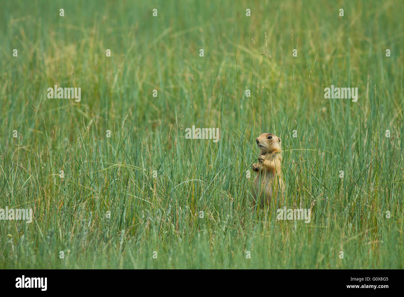 Utah Prairie Dog (Cynomys parvidens) minacciati, Parco Nazionale di Bryce Canyon, Utah, alimentando sull'erba Foto Stock