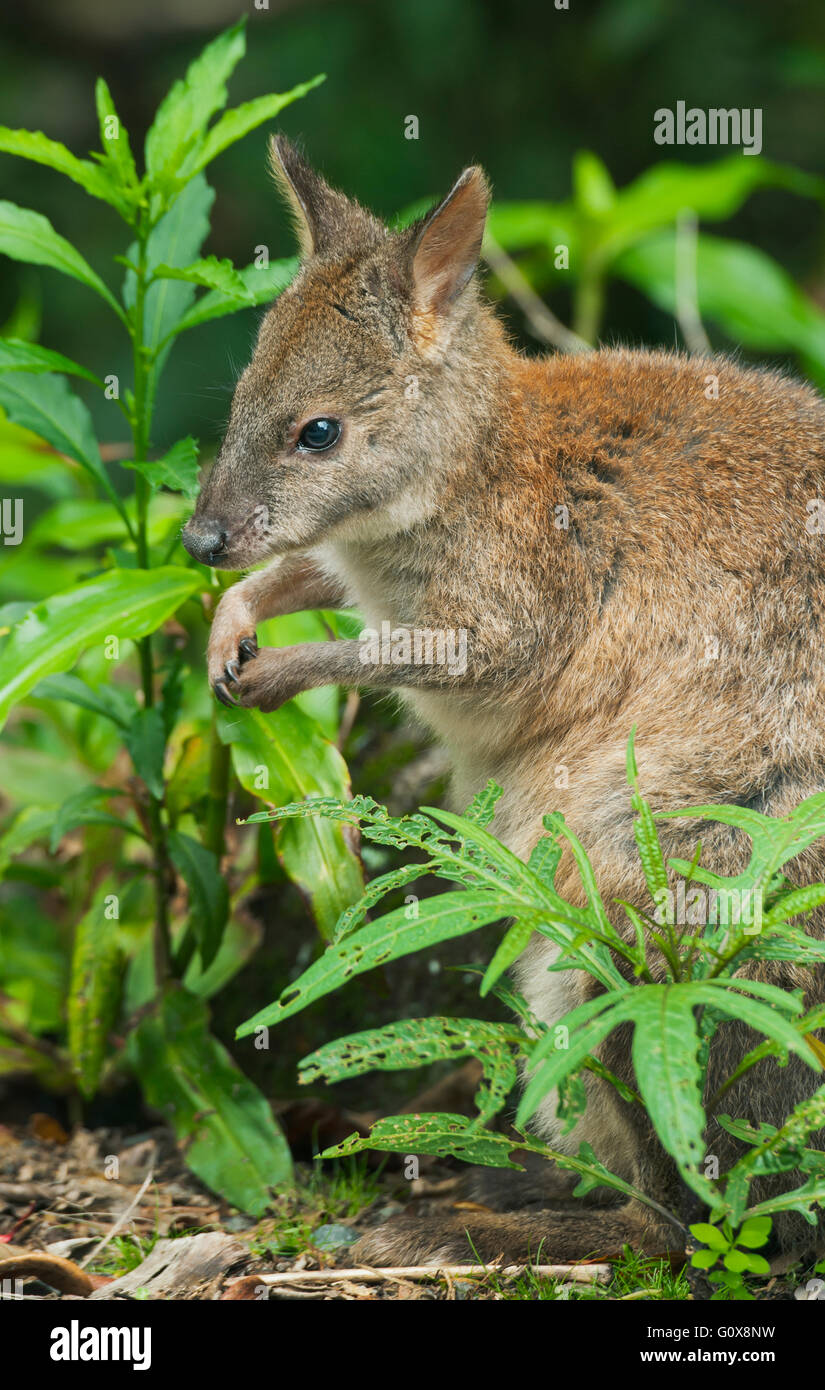Rosso Colli (Pademelon Thylogale thetis) Parco Nazionale Lamington, Gondwanaland foreste pluviali del Queensland, Australia Foto Stock