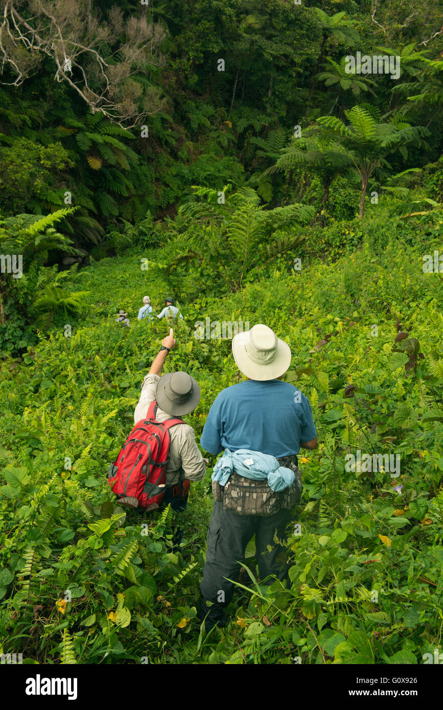 Gruppo Birdwatching nella foresta tropicale, all'Isola di Taveuni, Isole Figi Foto Stock