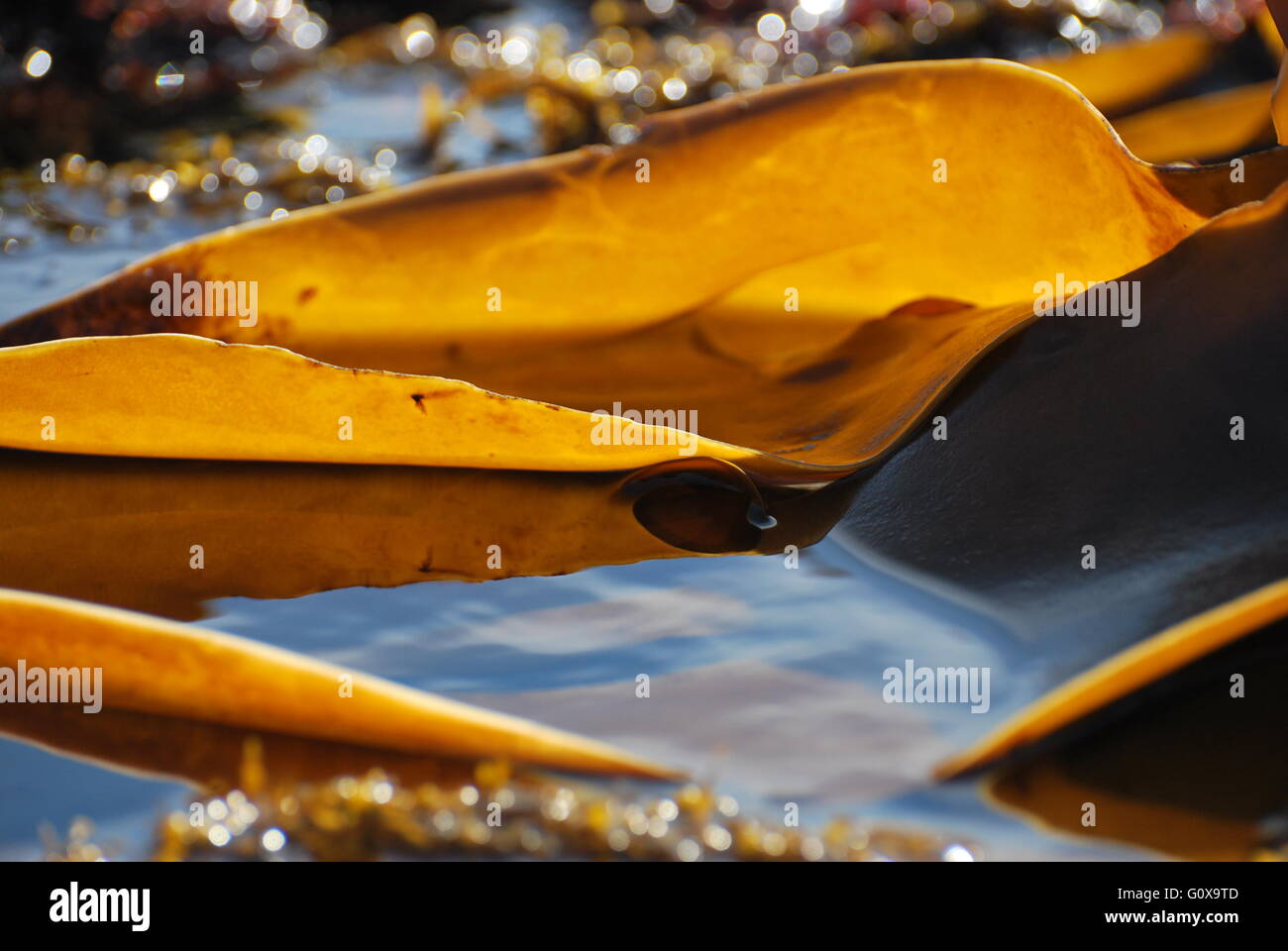 Kelp esposta su una marea di primavera nel Dorset, Regno Unito Foto Stock