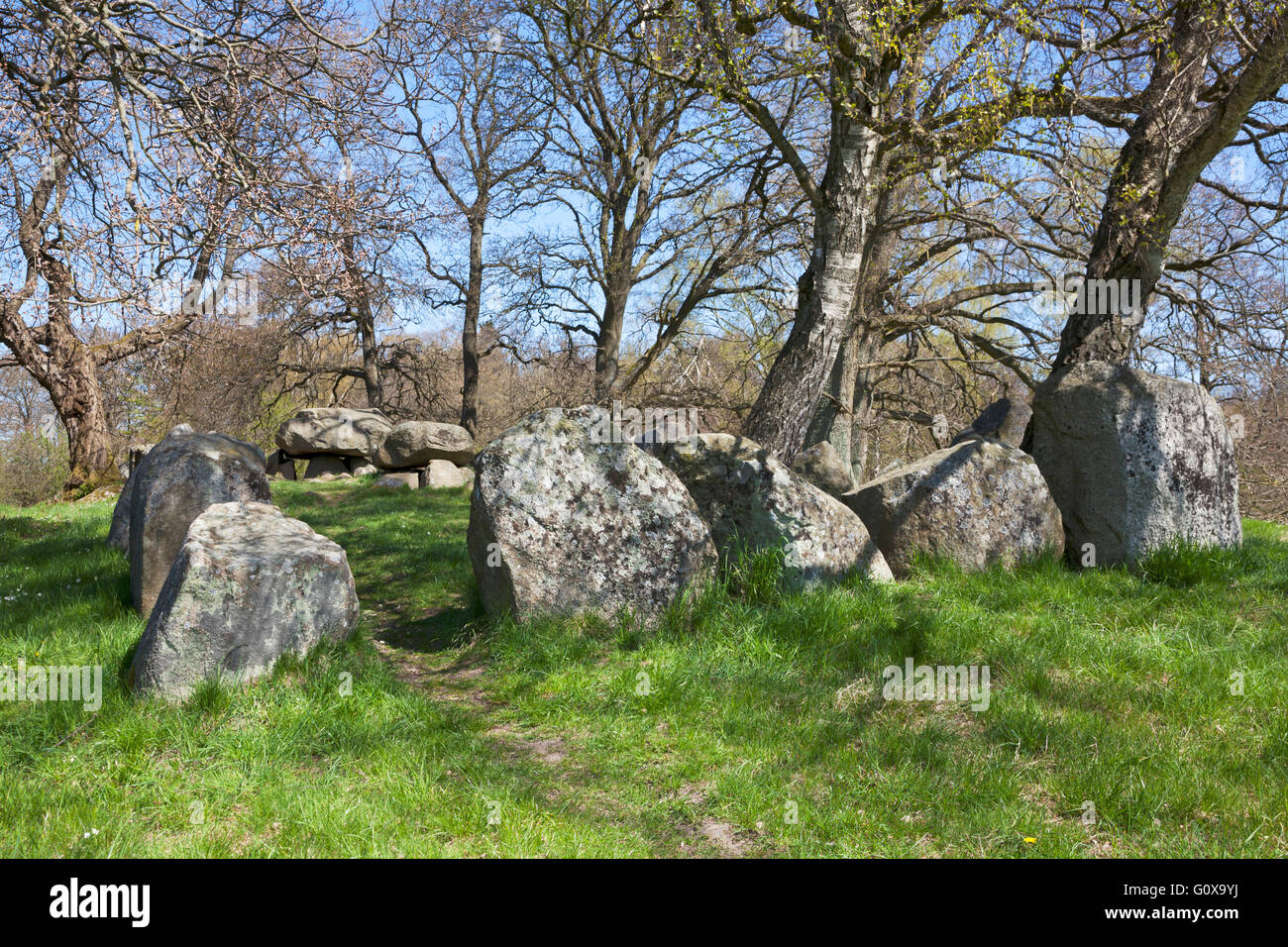 King's Dolmen, Kongedyssen, un long barrow fin dal periodo neolitico 3.400 A.C. in legno Tokkekoeb, Nord Zelanda, Danimarca, su una soleggiata giornata di primavera. Foto Stock