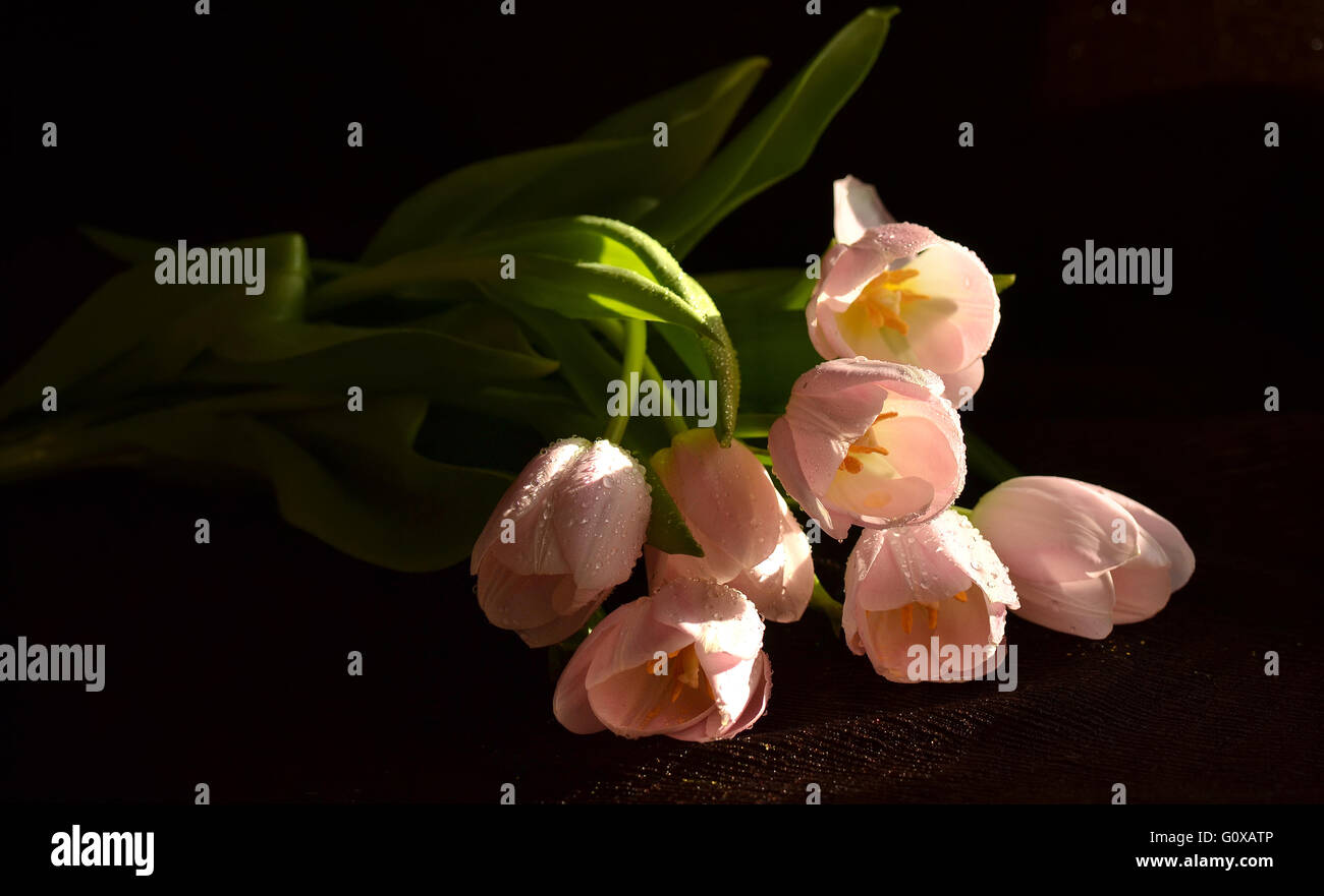 La molla della pelle. Bouquet di tulipani. Foto Stock
