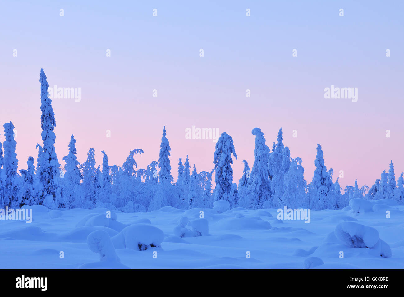 Coperta di neve Abete rosso al tramonto in inverno, Nissi, Kuusamo, Nordoesterbotten, Finlandia Foto Stock