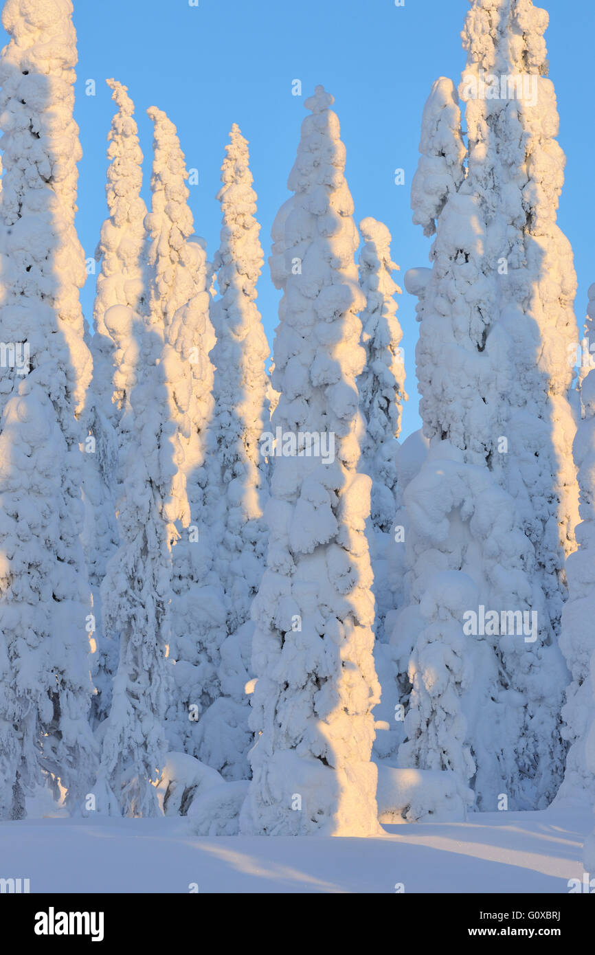 Coperta di neve Abete rosso in inverno, Niskala, Kuusamo, Nordoesterbotten, Finlandia Foto Stock