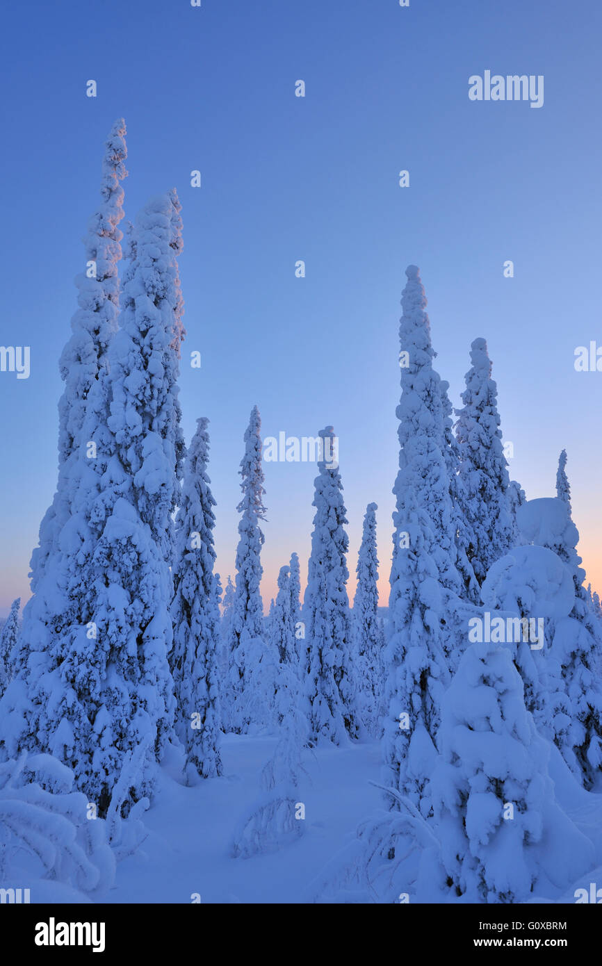 Coperta di neve di abeti all'alba in inverno, Niskalai, Kuusamo, Nordoesterbotten, Finlandia Foto Stock