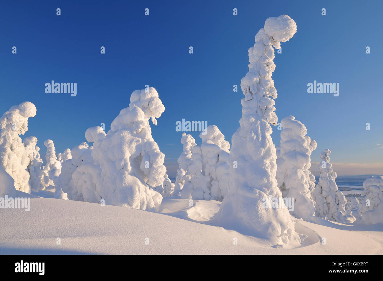 Coperta di neve alberi in inverno, Rukatunturi, Kuusamo, Nordoesterbotten, Finlandia Foto Stock