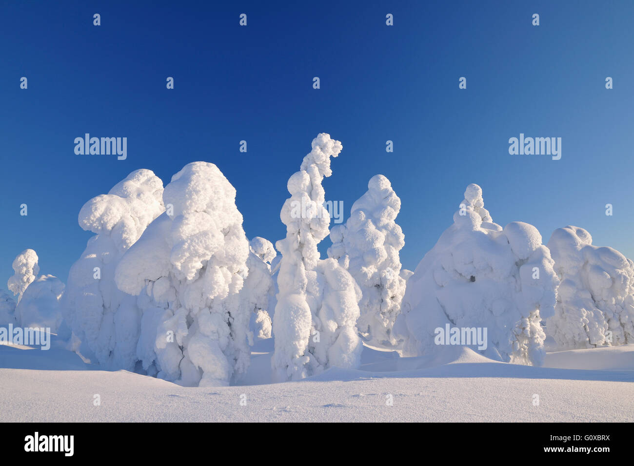 Coperta di neve alberi in inverno, Rukatunturi, Kuusamo, Nordoesterbotten, Finlandia Foto Stock