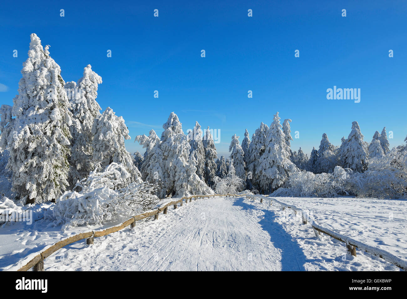 Coperta di neve paesaggio invernale con il percorso, Grosser Feldberg, Francoforte, Taunus, Hesse, Germania Foto Stock