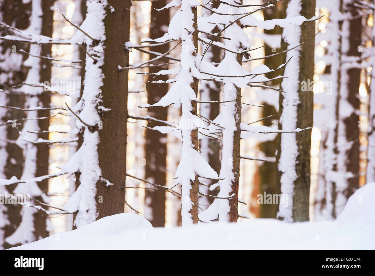 Close-up di abete rosso (Picea abies) tronchi di alberi in foresta, coperte di neve in inverno, Foresta Bavarese, Baviera, Germania Foto Stock